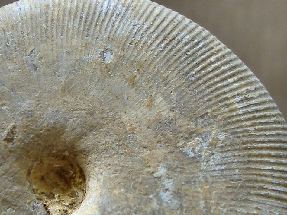 AMMONITE (nuova) 10